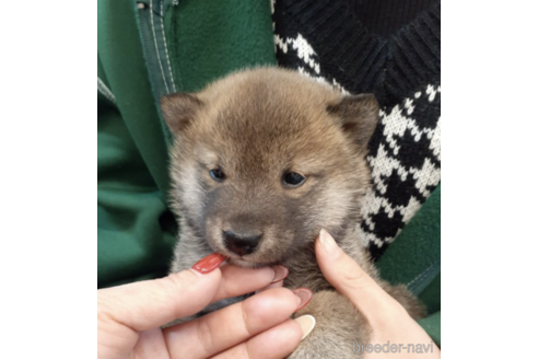 成約済の富山県の柴犬-170777の3枚目